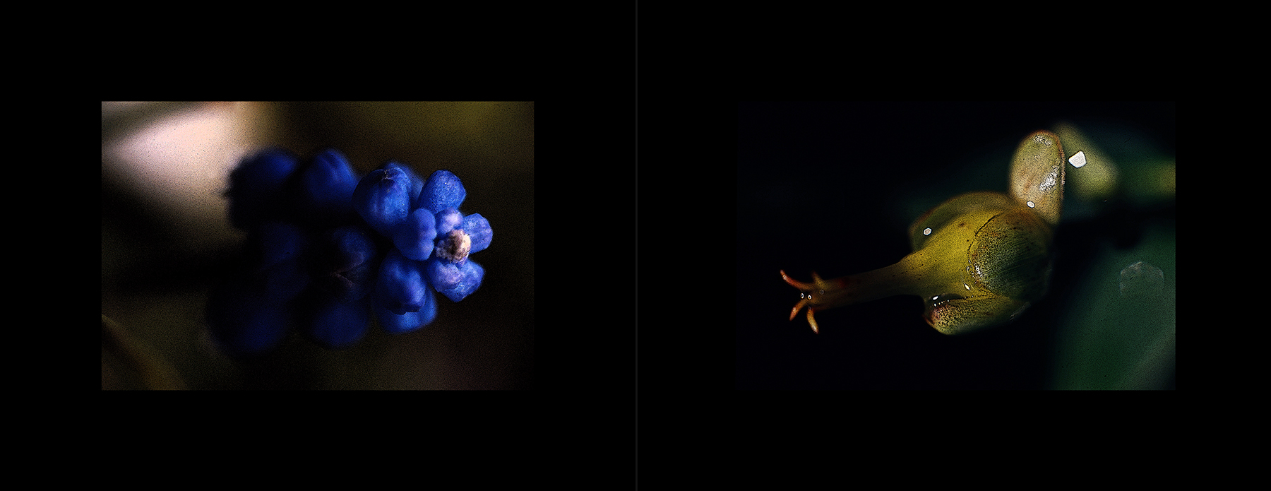 photos from the Basement Collection