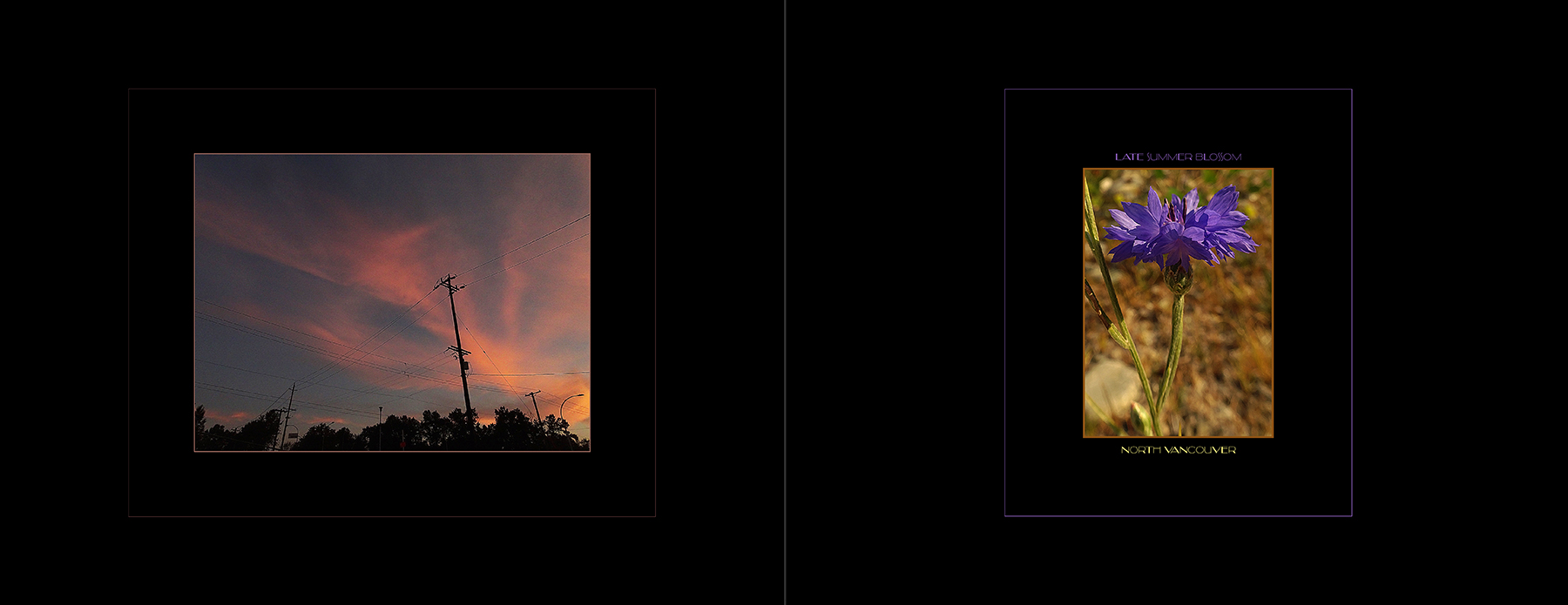 the portfolio collection