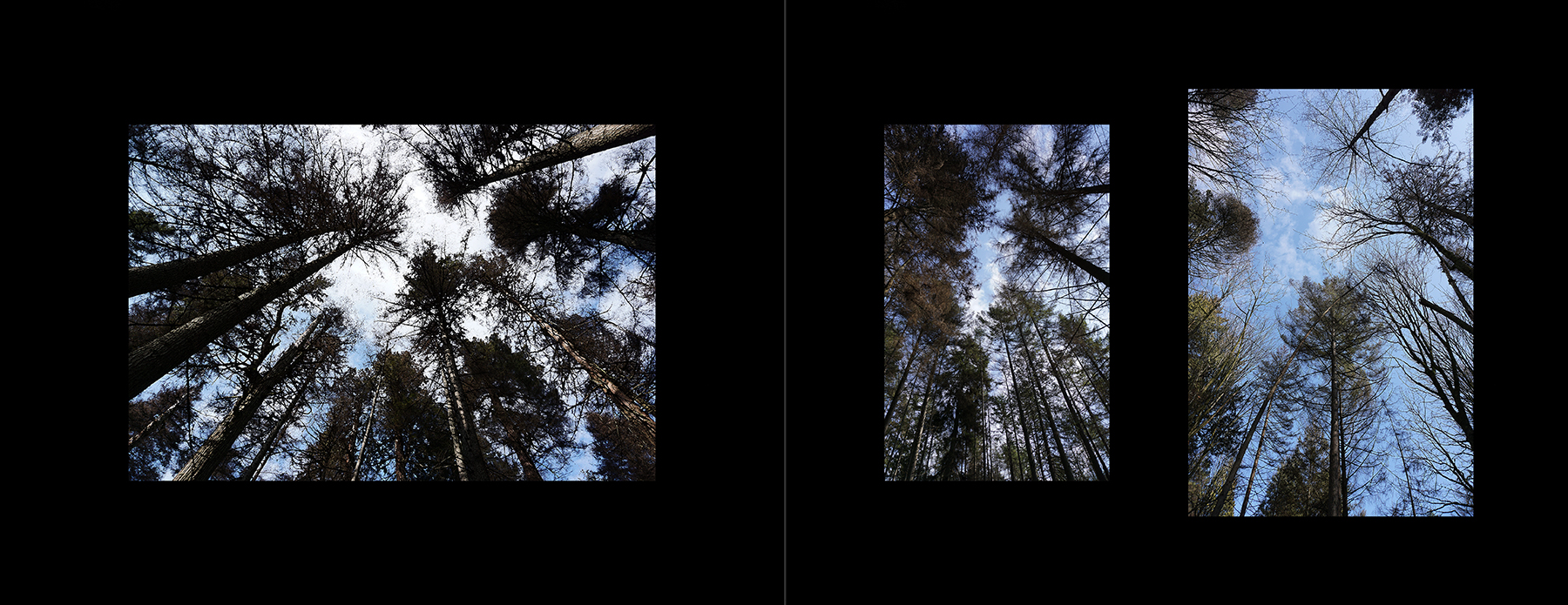 the portfolio collection