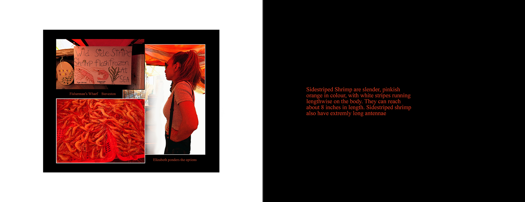 the portfolio collection