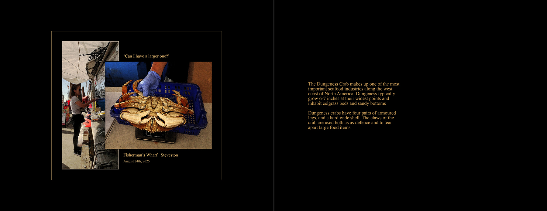 the portfolio collection