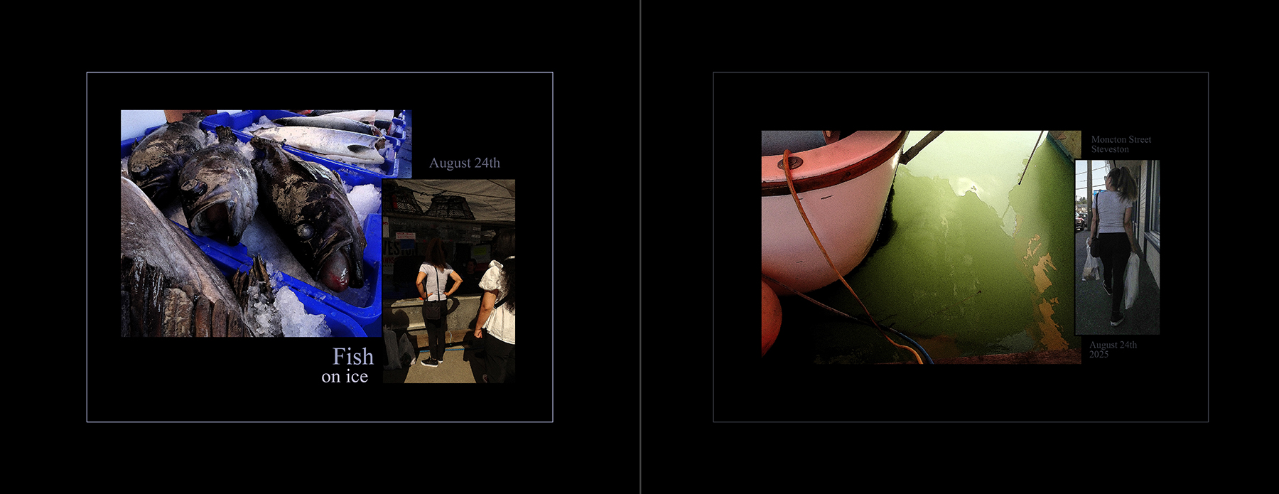 the portfolio collection