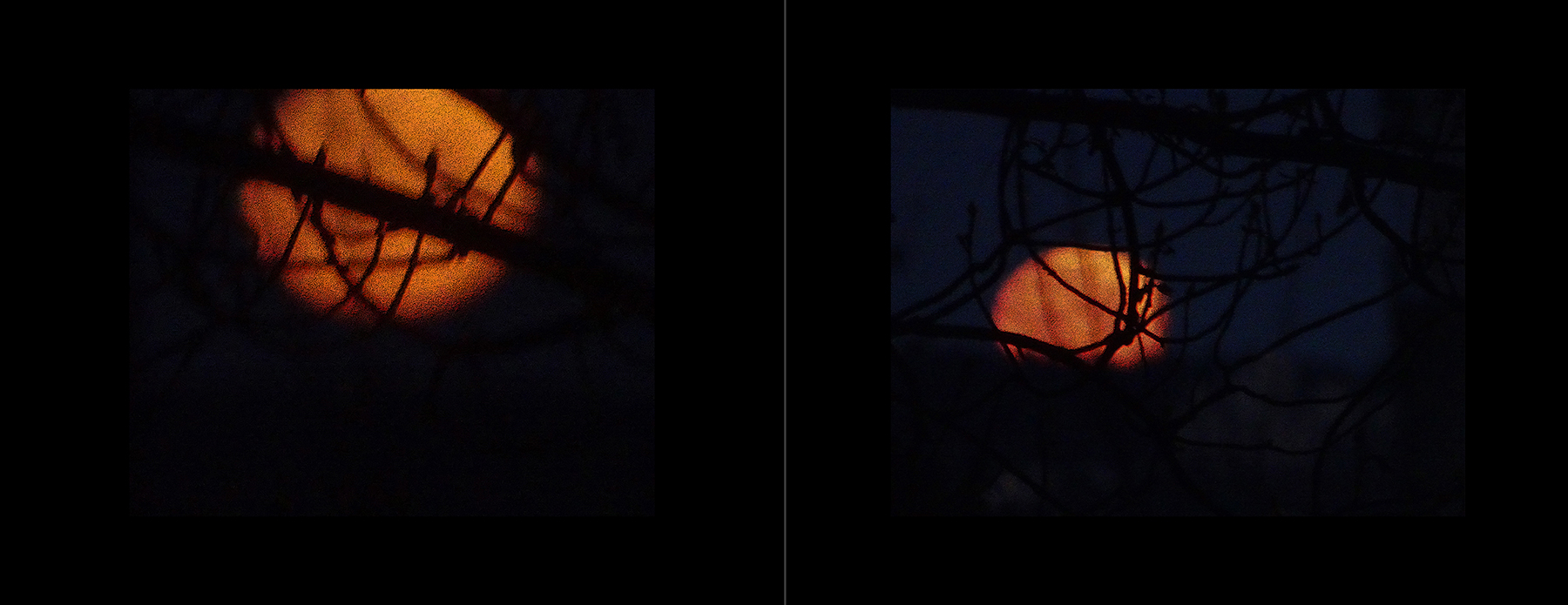 the portfolio collection