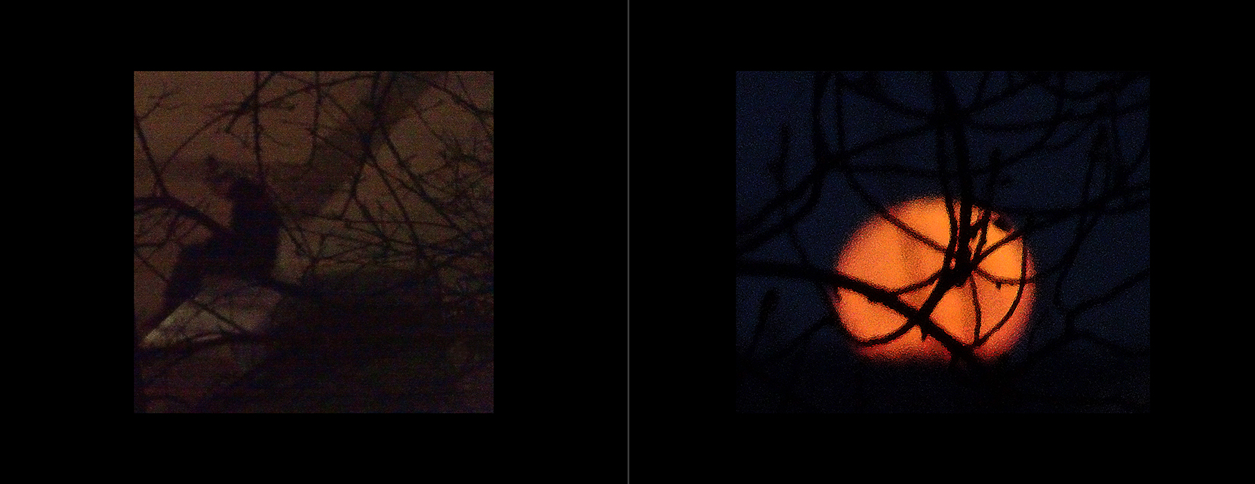 the portfolio collection