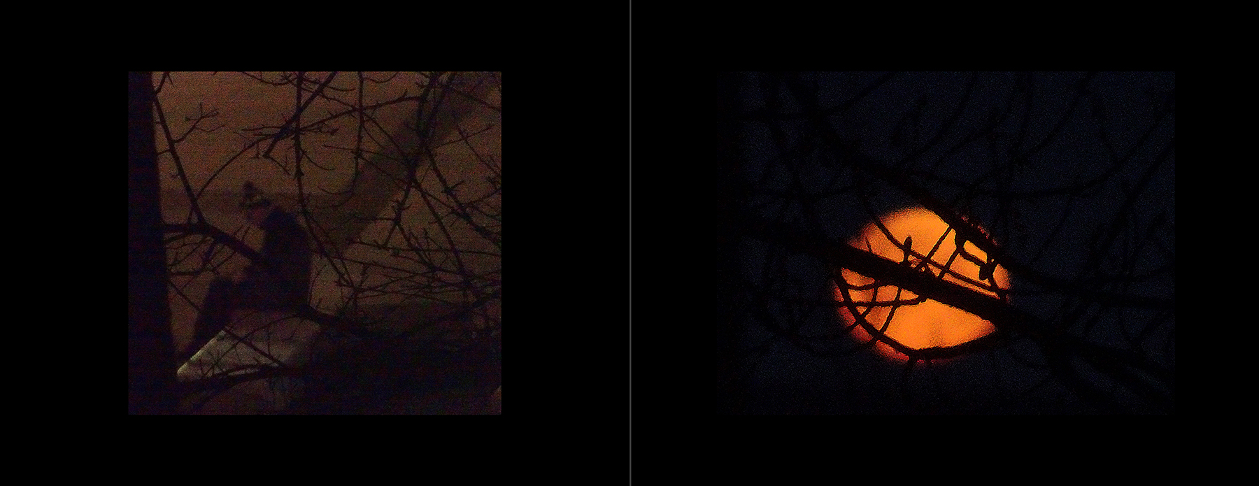 the portfolio collection