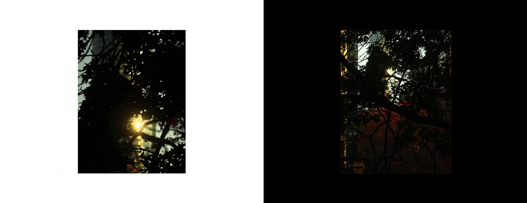 the portfolio collection