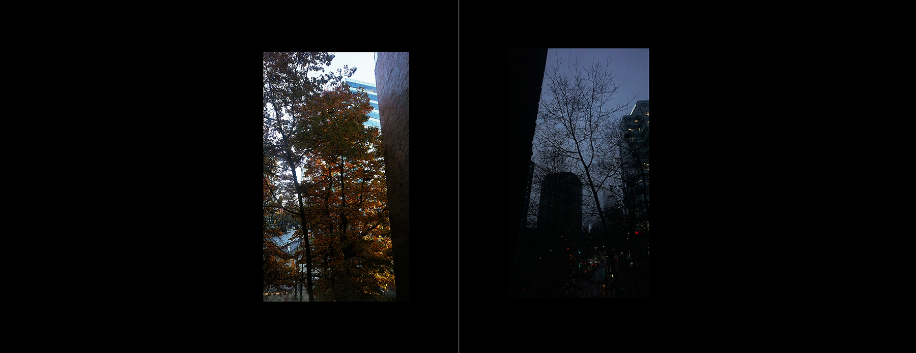 the portfolio collection