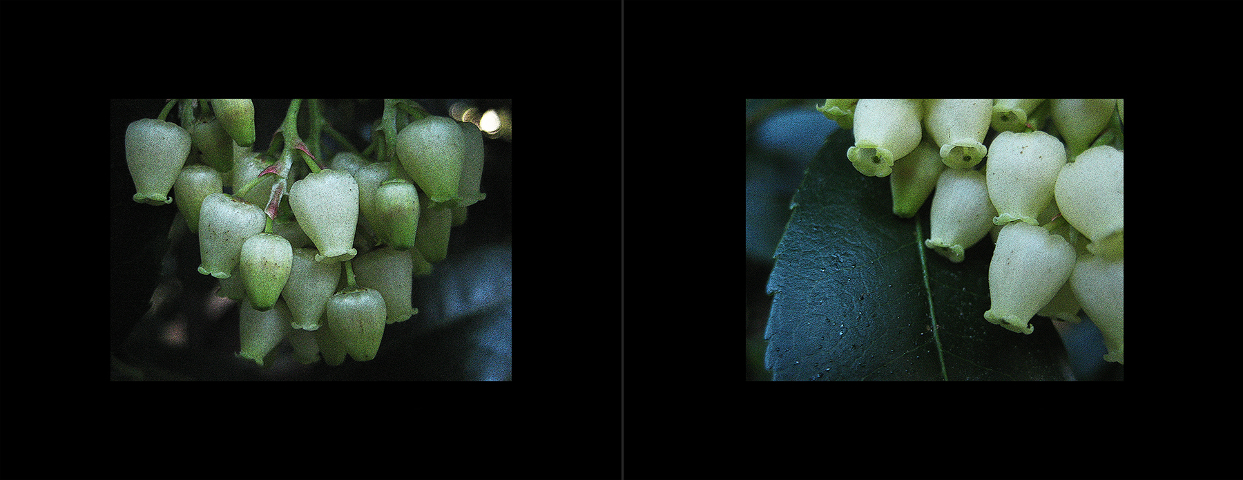 photos of the Vancouver 2012