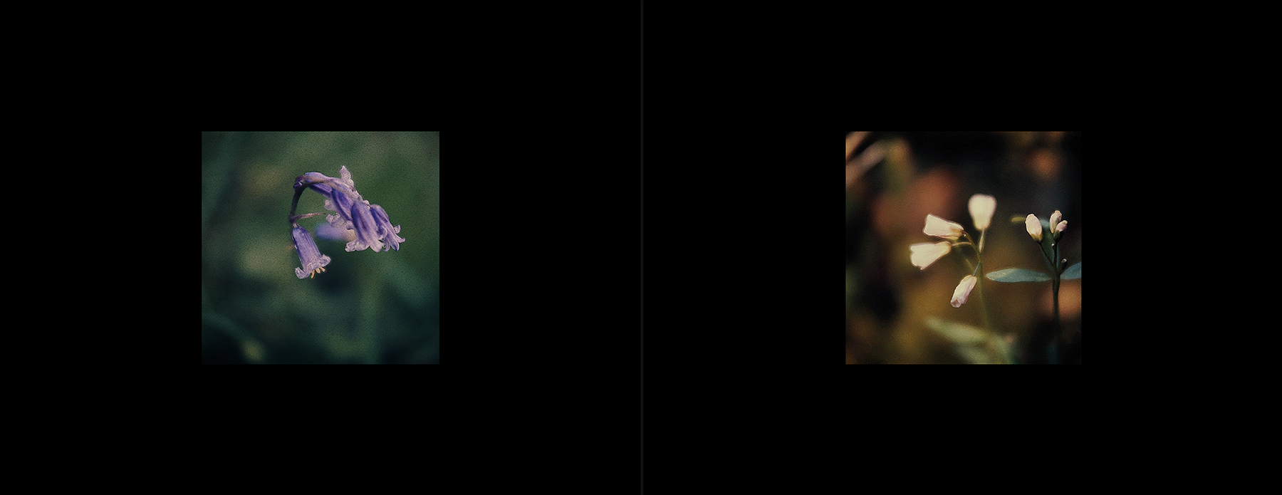 photos from Showers of Midnight Stardust [72]