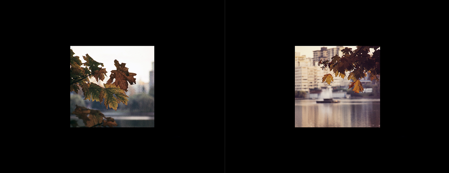 photos from Showers of Midnight Stardust [73]