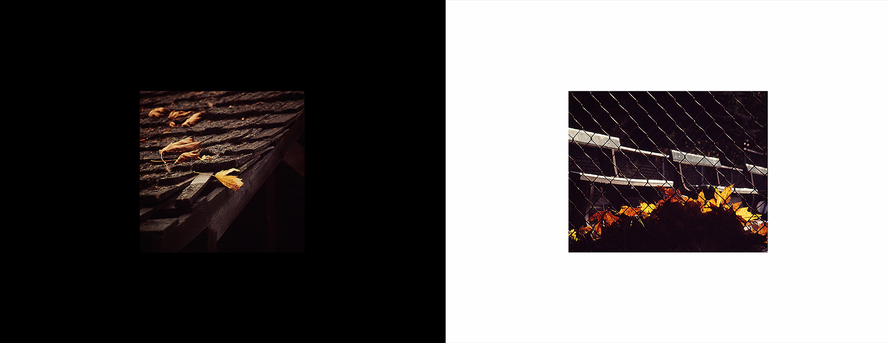 photos from Showers of Midnight Stardust [73]