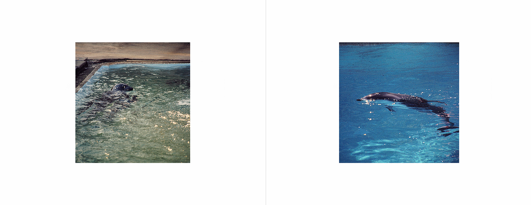 photos from Showers of Midnight Stardust [74]