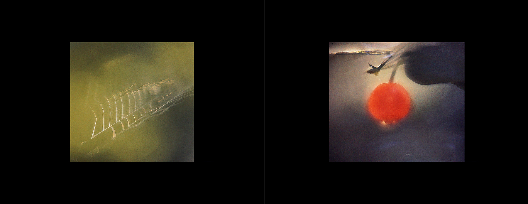 photos from Showers of Midnight Stardust [74]