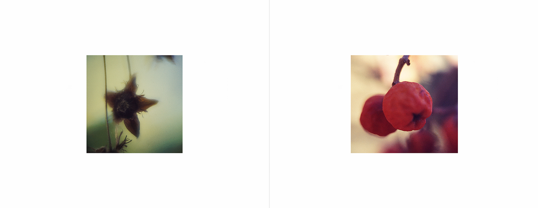 photos from Showers of Midnight Stardust [74]