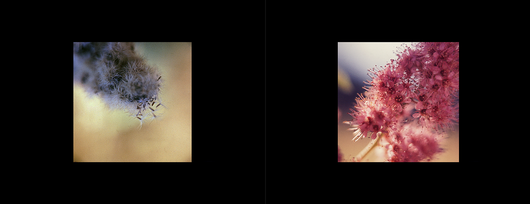 photos from Showers of Midnight Stardust [74]