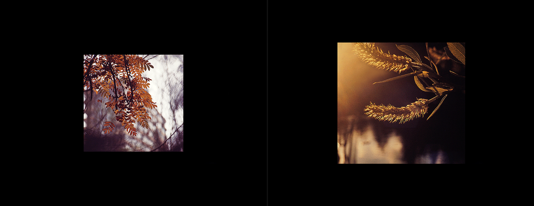 photos from Showers of Midnight Stardust [74]