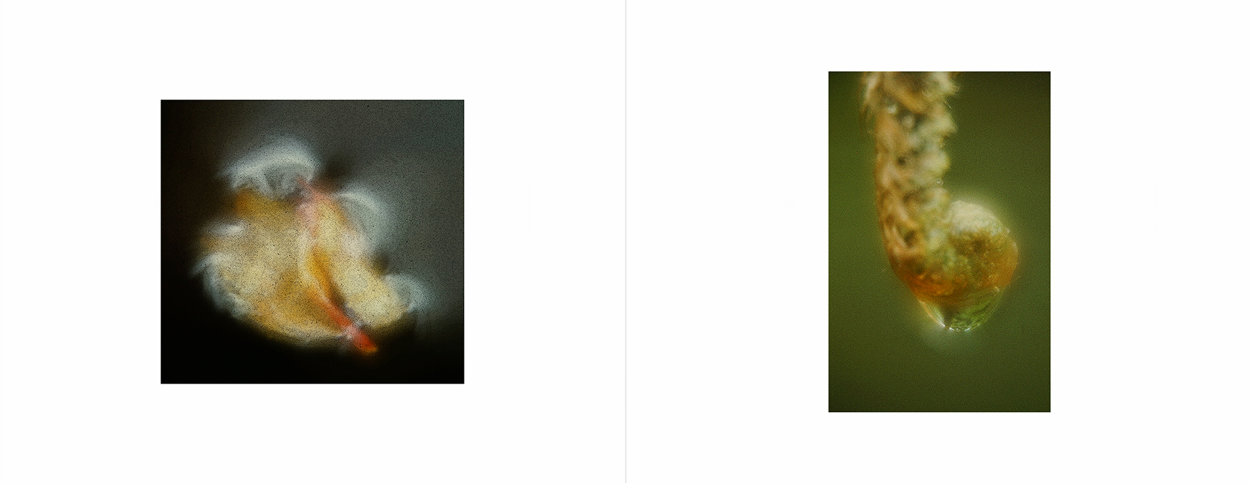 photos from Showers of Midnight Stardust [75]