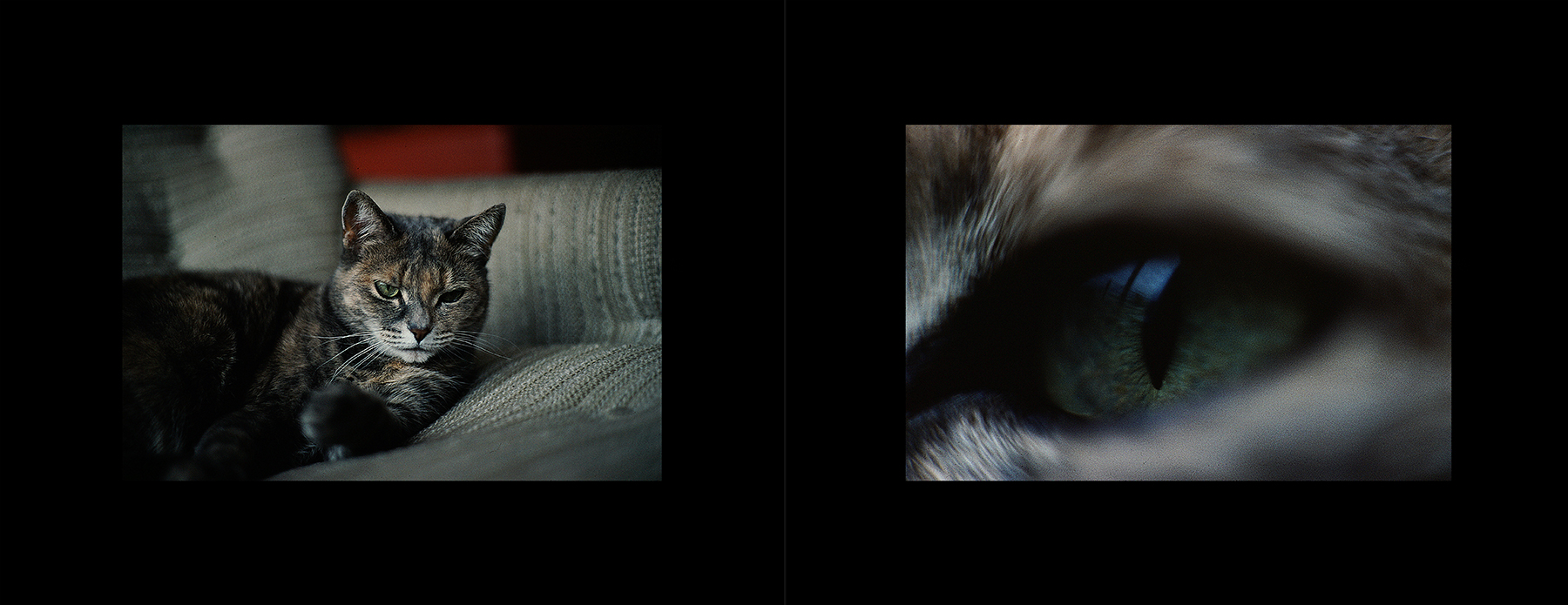 photos from Showers of Midnight Stardust [76]