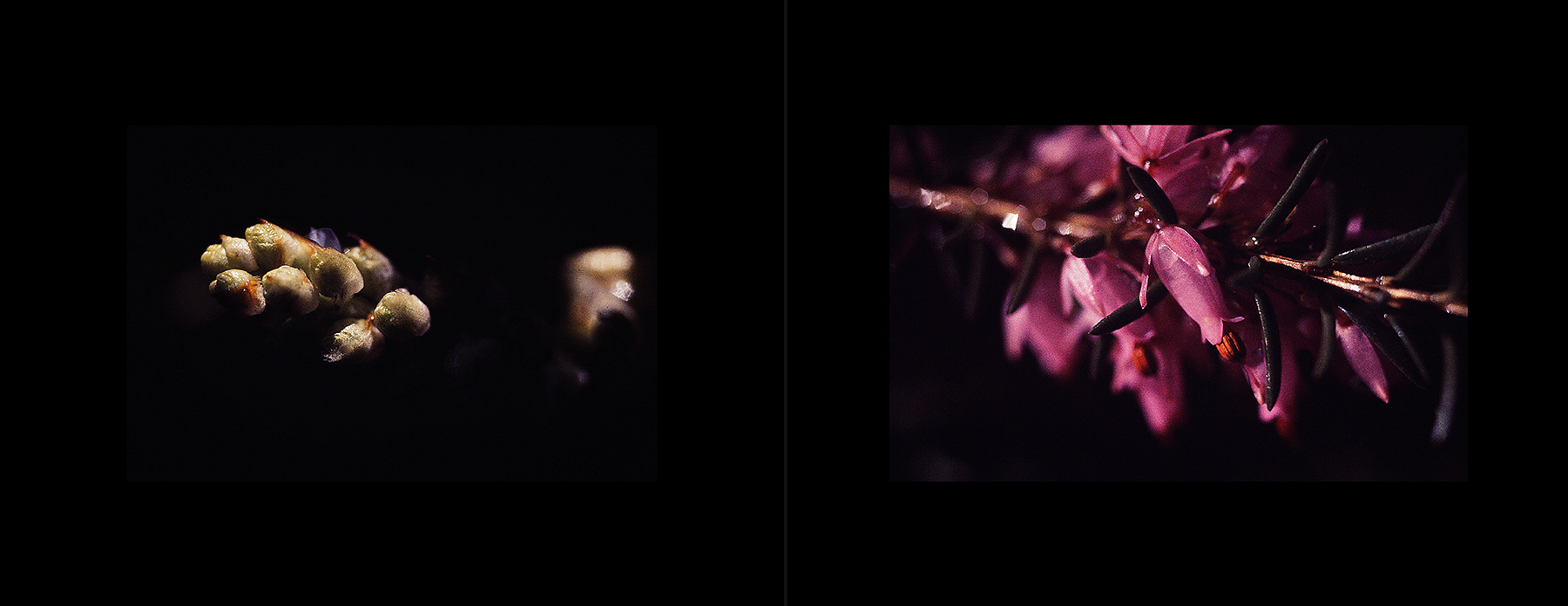 photos from Showers of Midnight Stardust [76]