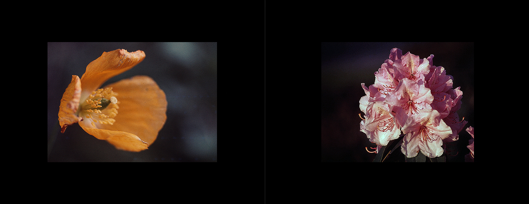 photos from Showers of Midnight Stardust [76]