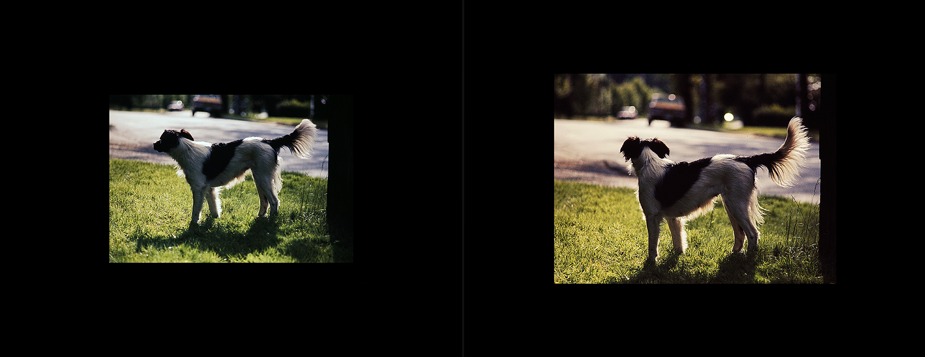 photos from Showers of Midnight Stardust [76]