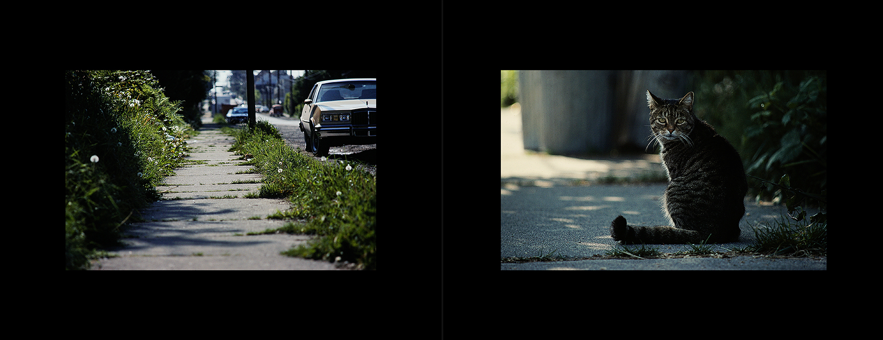 photos from Showers of Midnight Stardust [78]