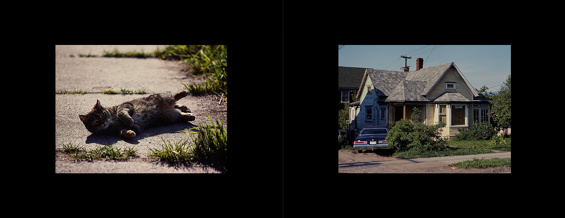 photos from Showers of Midnight Stardust [78]