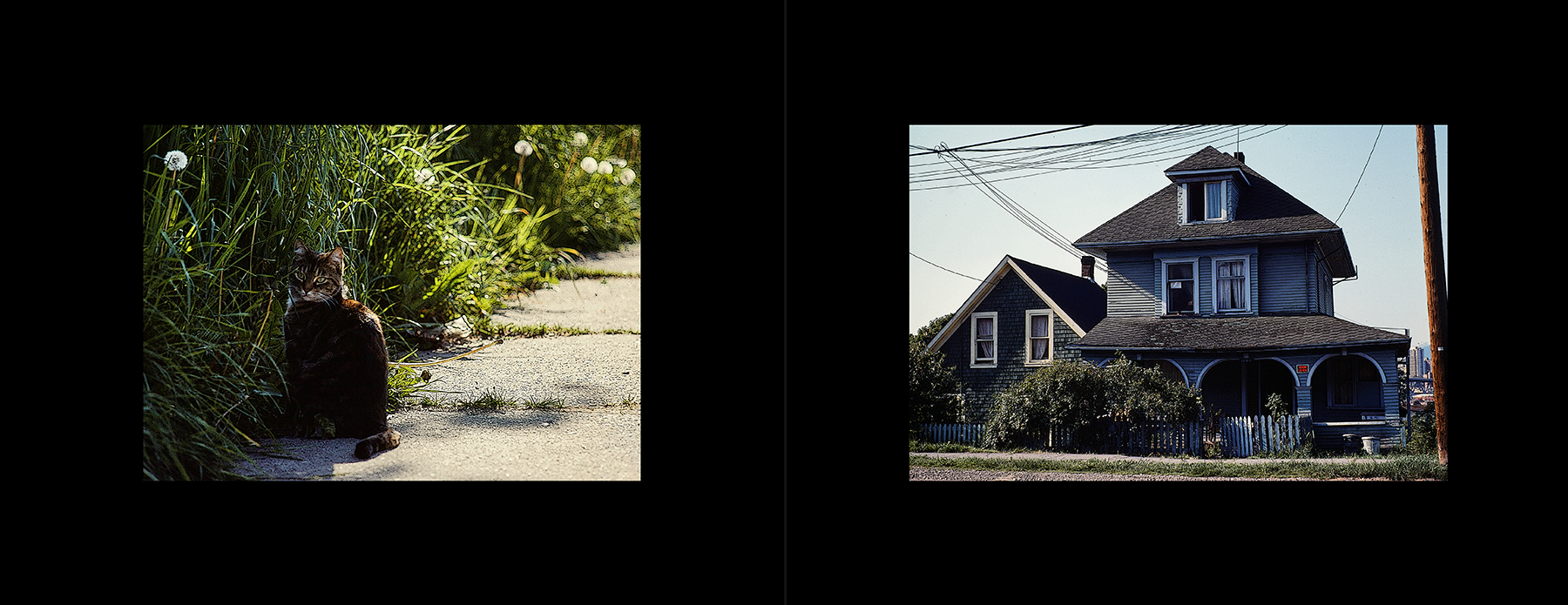 photos from Showers of Midnight Stardust [78]