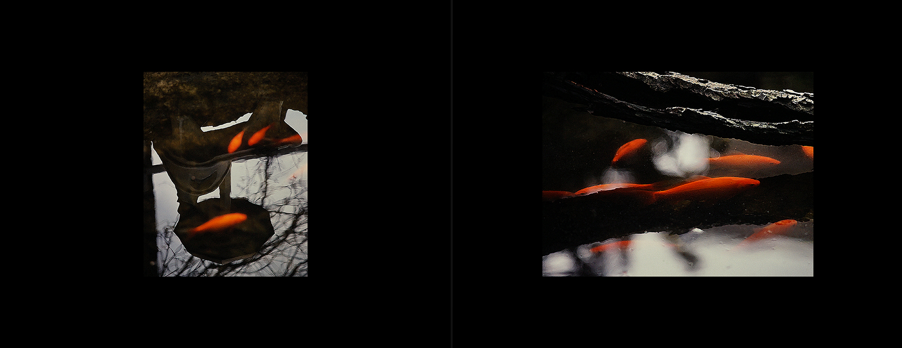 photos from Showers of Midnight Stardust [79]