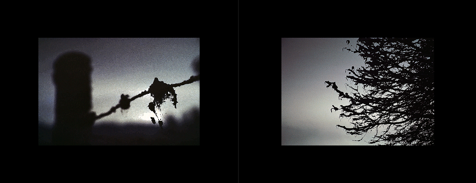 photos from Showers of Midnight Stardust [79]