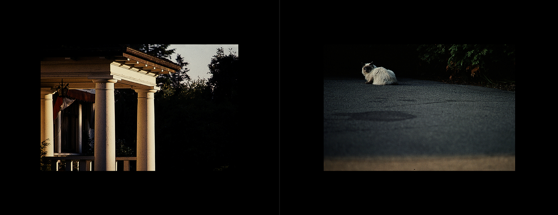 photos from Showers of Midnight Stardust [80]