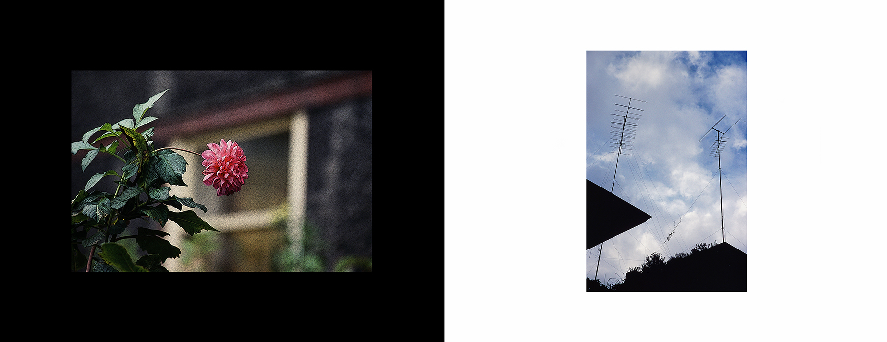 photos from Showers of Midnight Stardust [80]