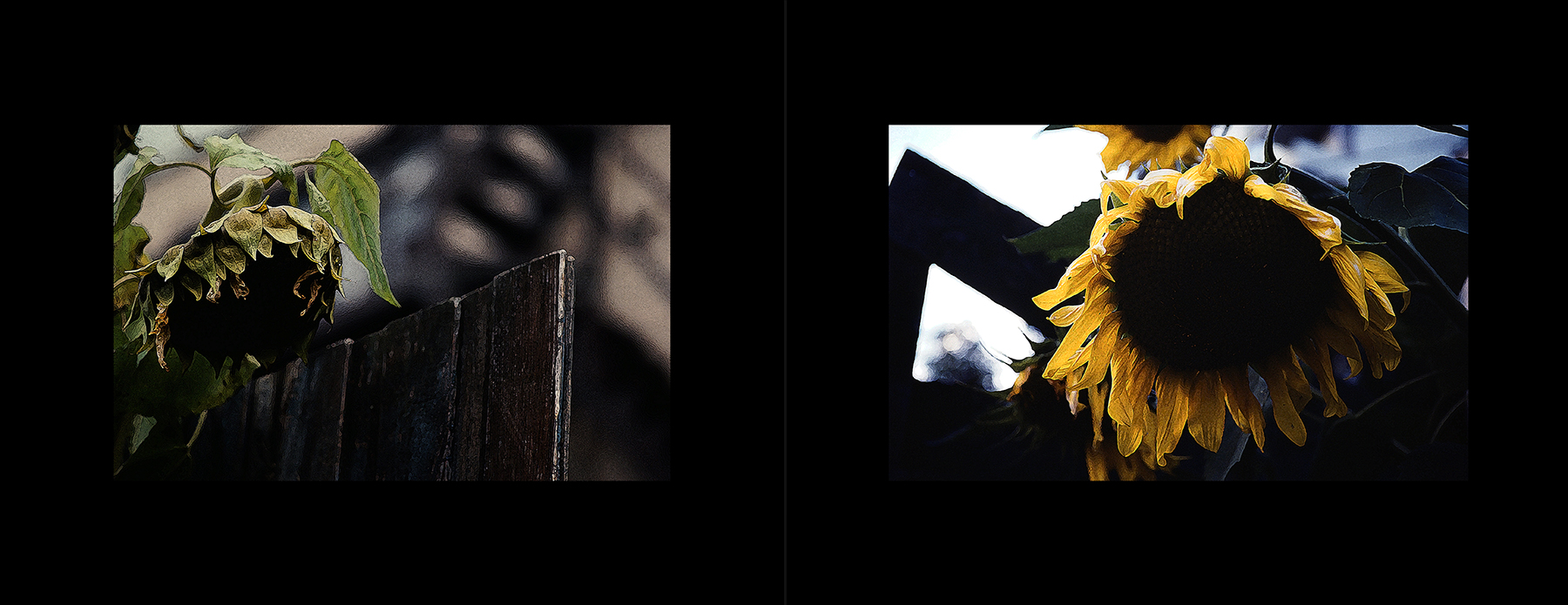 photos from Showers of Midnight Stardust [80]