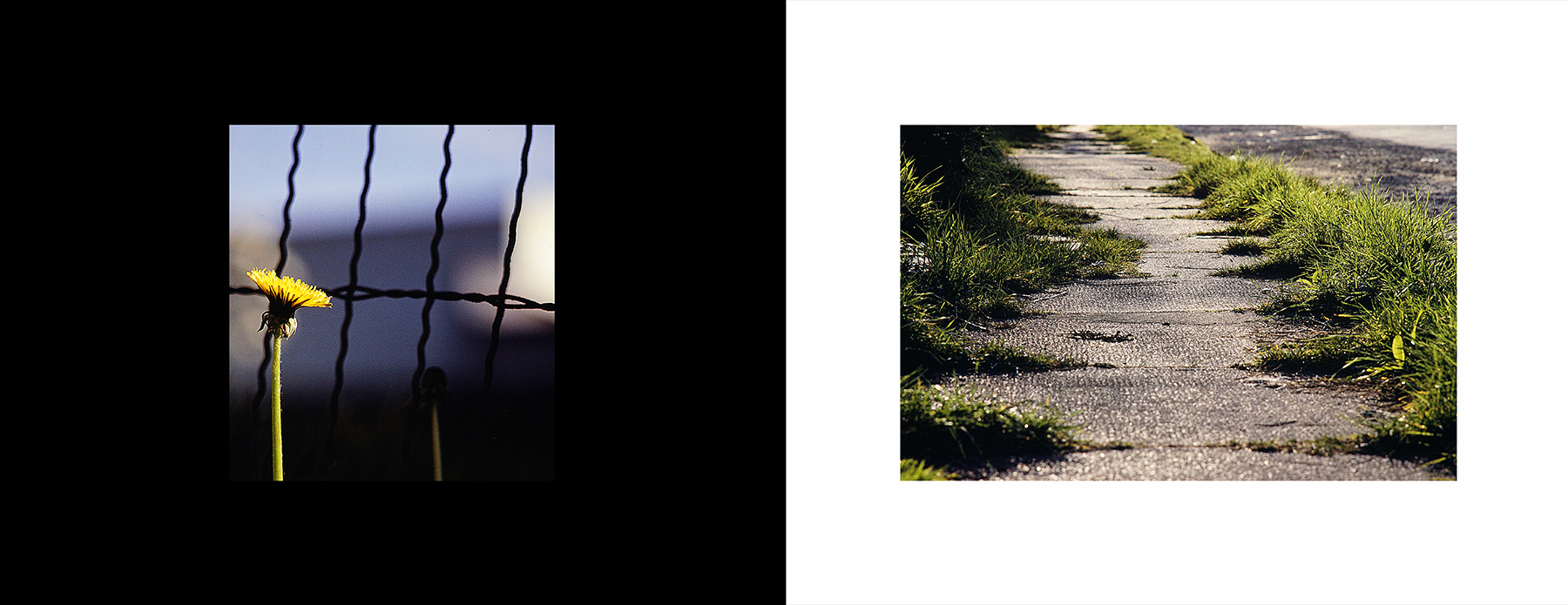 photos from Showers of Midnight Stardust [81]