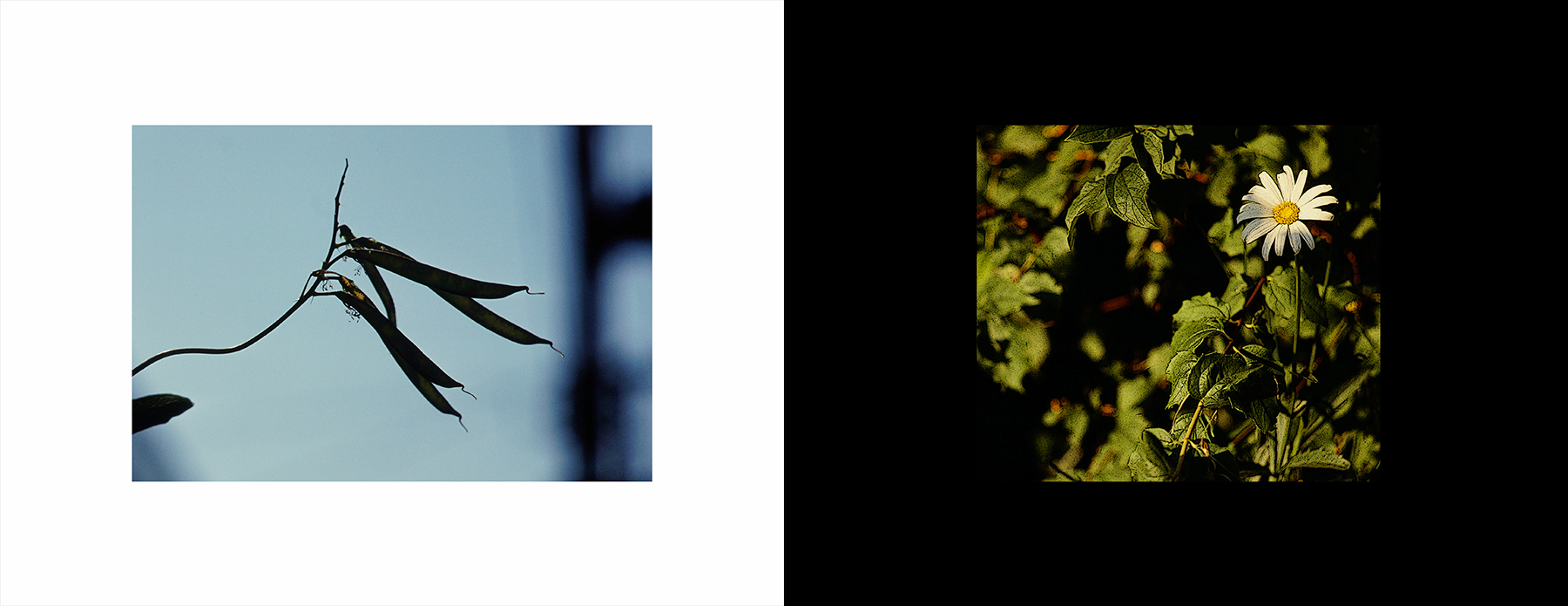 photos from Showers of Midnight Stardust [81]