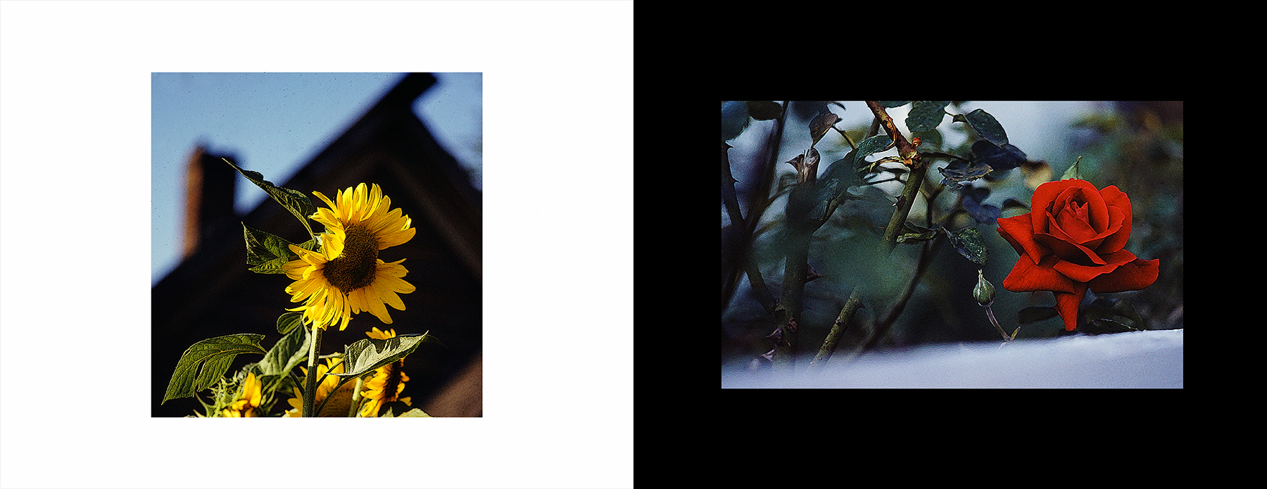 photos from Showers of Midnight Stardust [81]