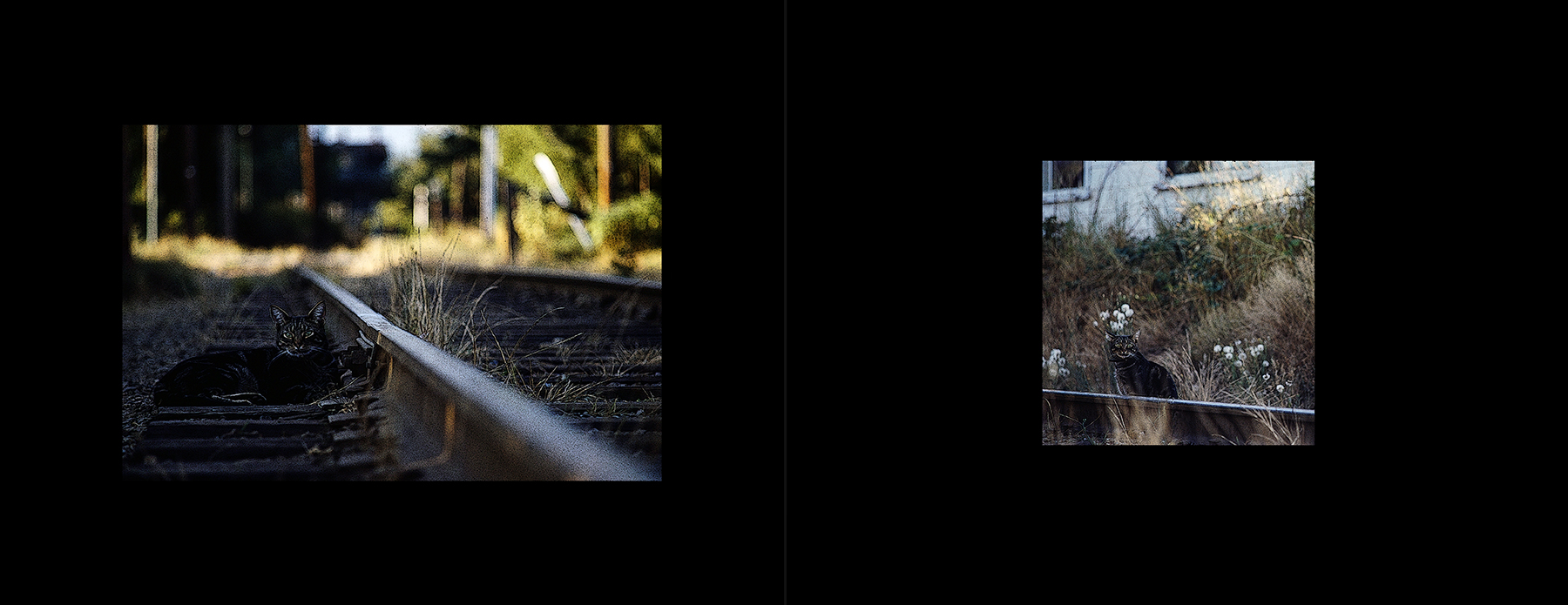 photos from Showers of Midnight Stardust [81]