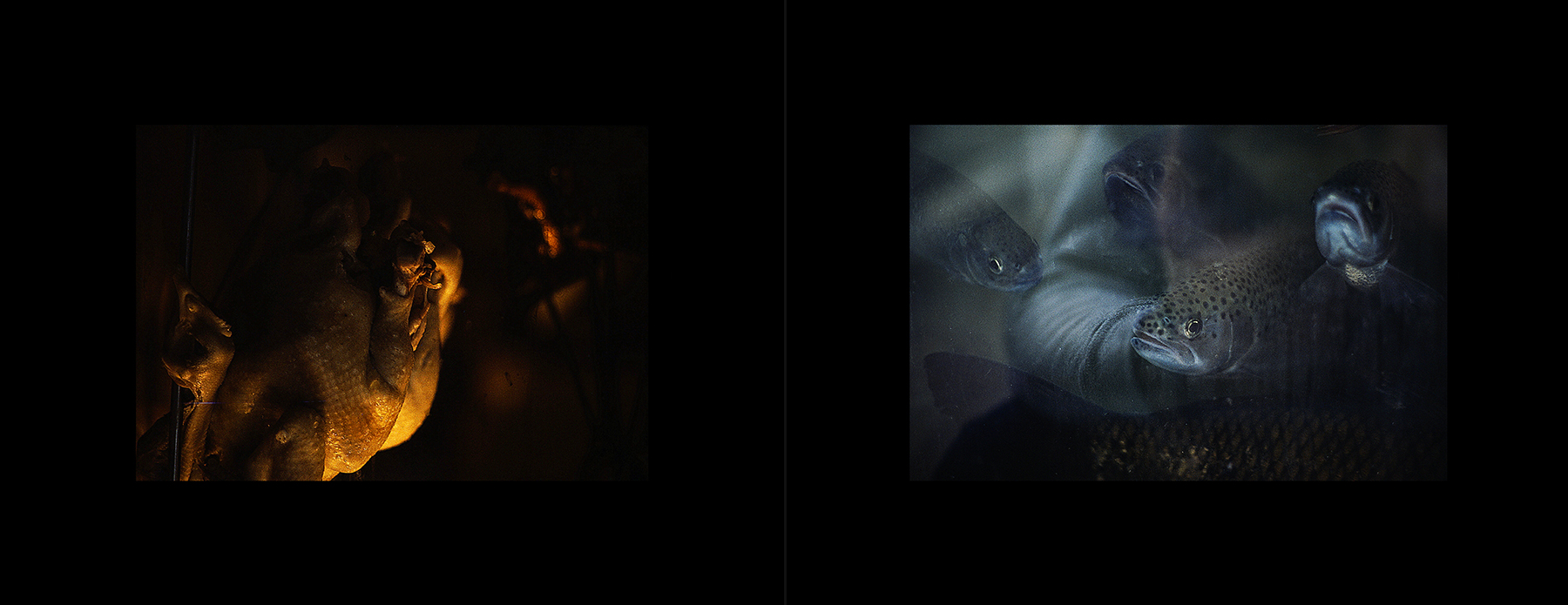 photos from Showers of Midnight Stardust [82]