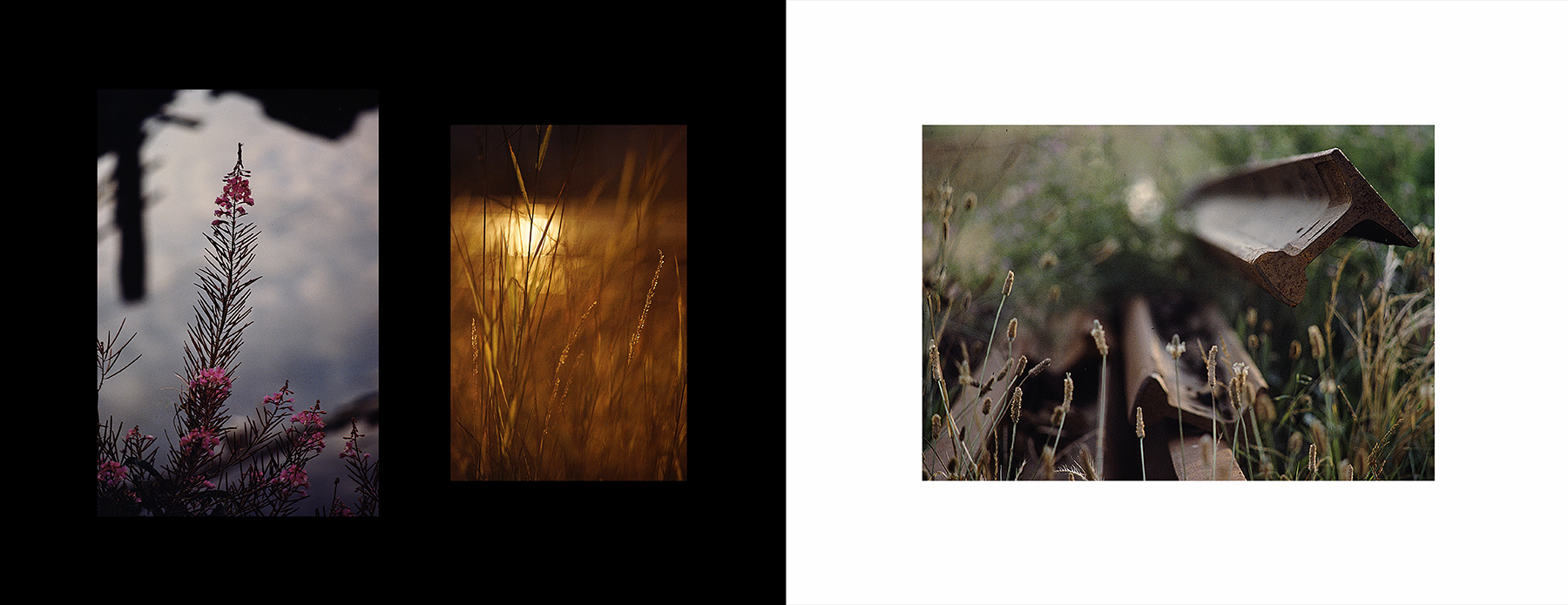 photos from Showers of Midnight Stardust [82]