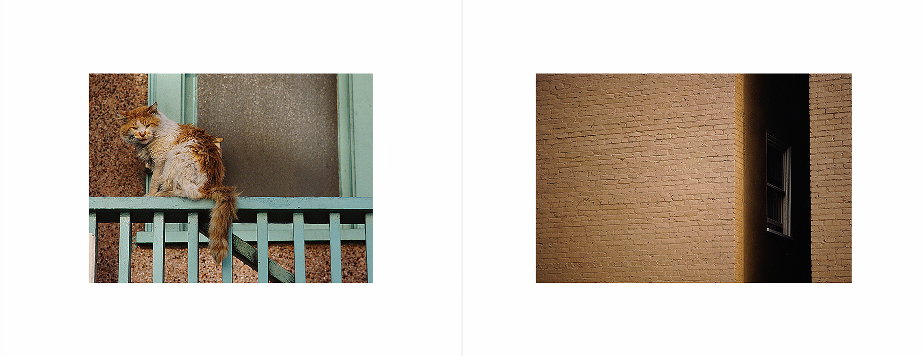 photos from Showers of Midnight Stardust [82]