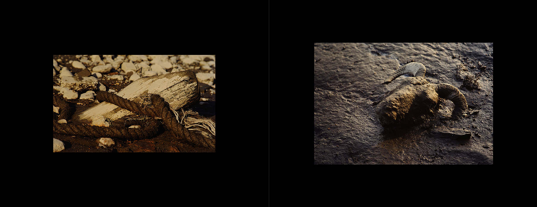 photos from Showers of Midnight Stardust [83]