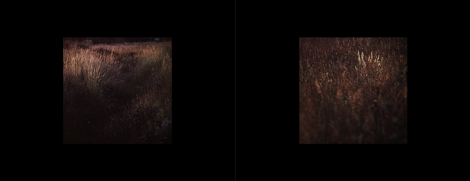 photos from Showers of Midnight Stardust [83]