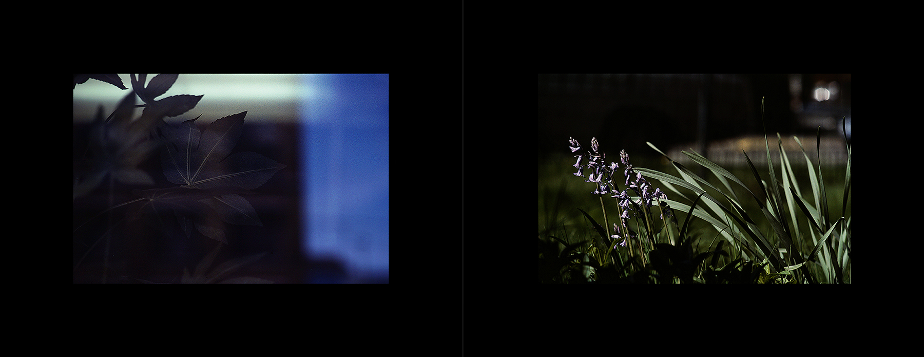 photos from Showers of Midnight Stardust [84]