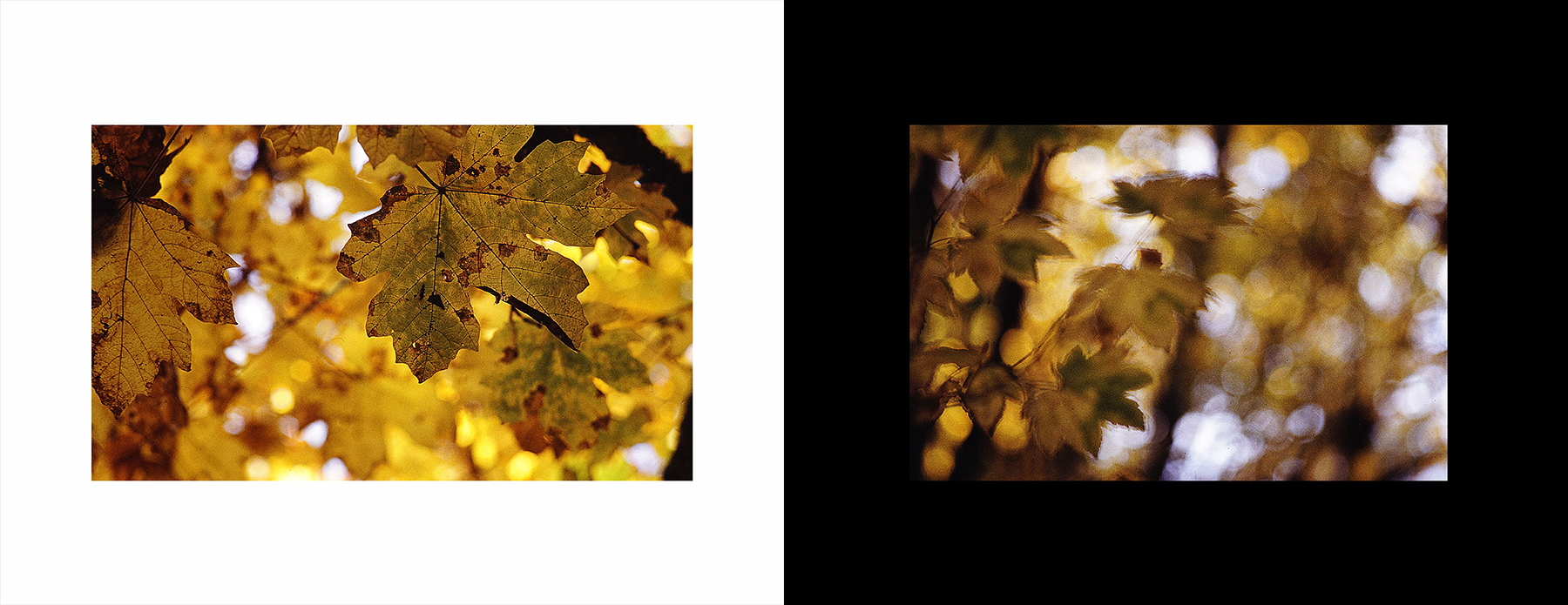 photos from Showers of Midnight Stardust [87]