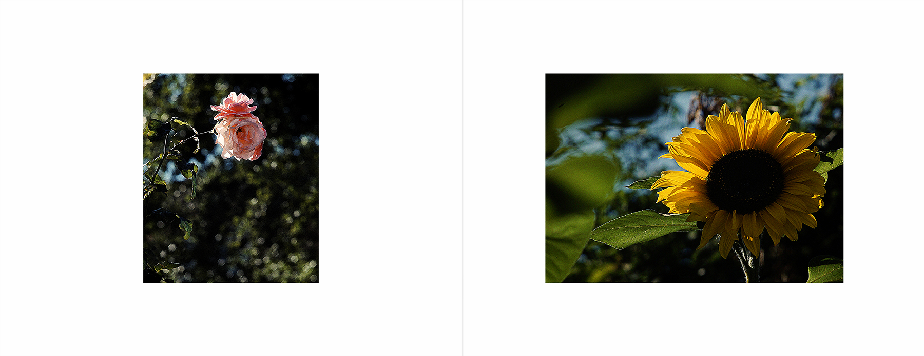 photos from Showers of Midnight Stardust [89]