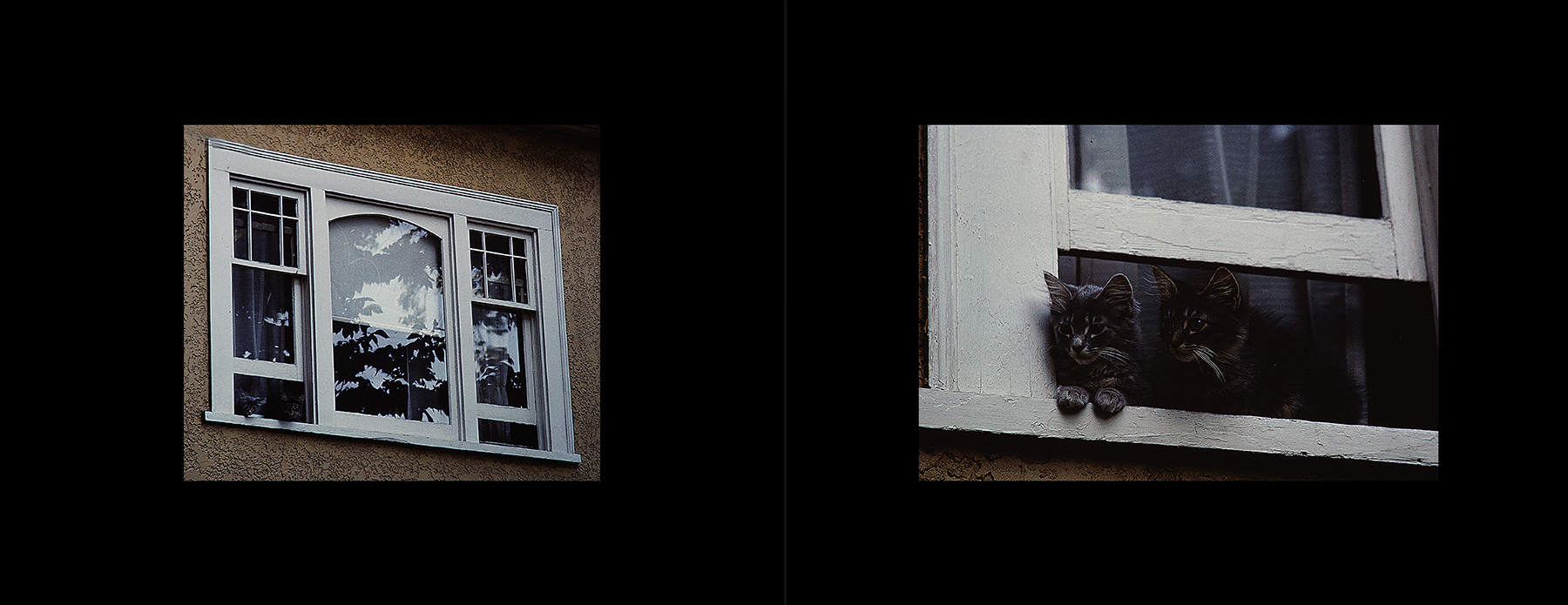 photos from Showers of Midnight Stardust [89]