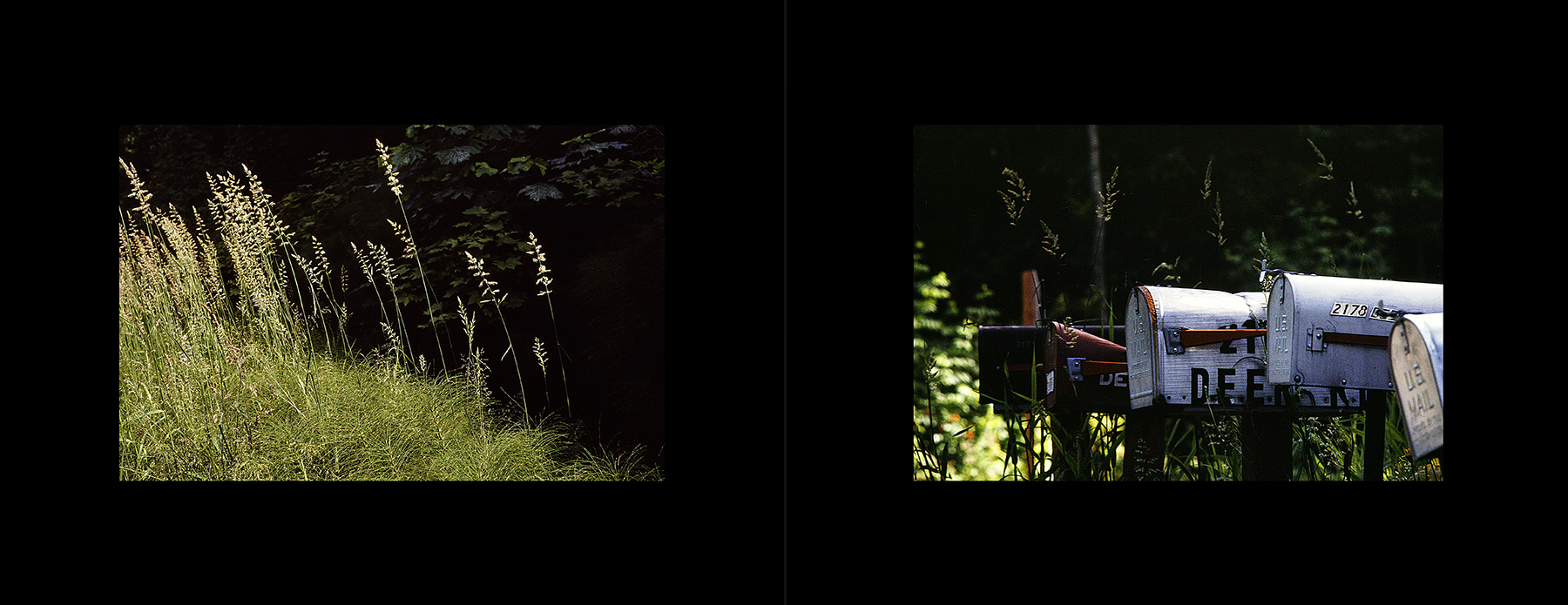 photos from Showers of Midnight Stardust [90]