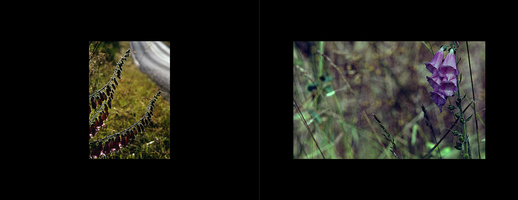 photos from Showers of Midnight Stardust [90]