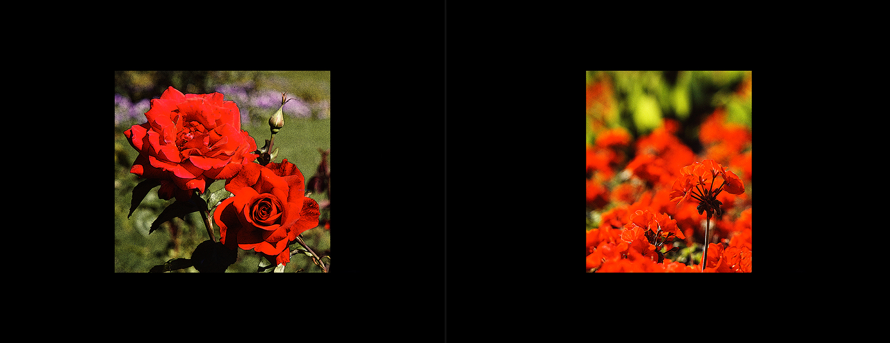 photos from Showers of Midnight Stardust [90]