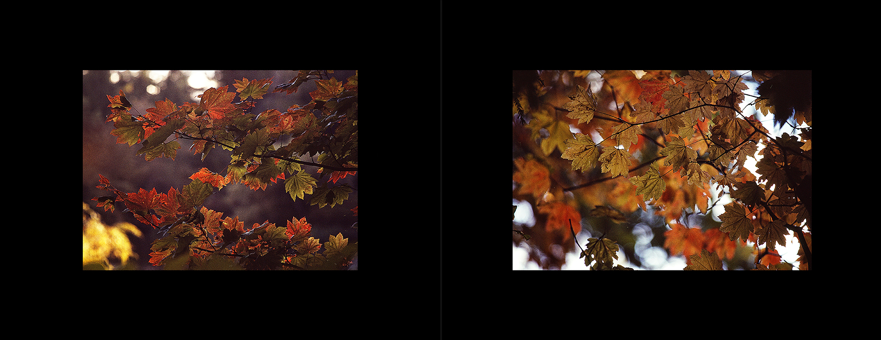 photos from Showers of Midnight Stardust [90]